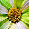 Flowers : 